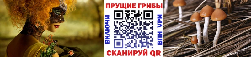 Псилоцибиновые грибы Psilocybe  площадка состав  Янаул 